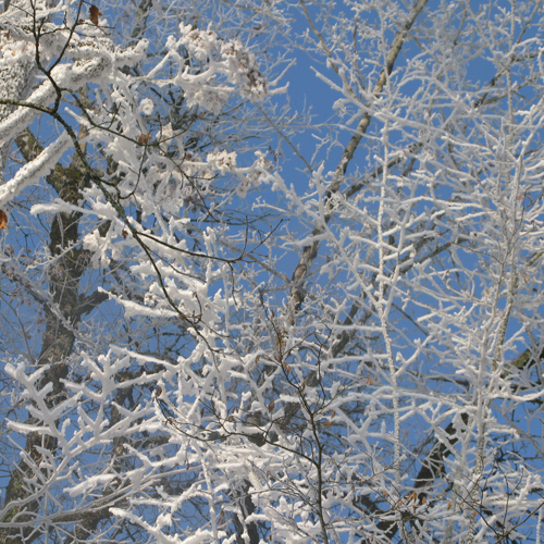 givre sur les arbres