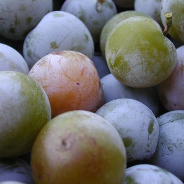 0708-photo-prunes-violettes-ln-le-cheviller