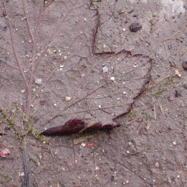 0803-photo-feuille-boue-ln-le-cheviller