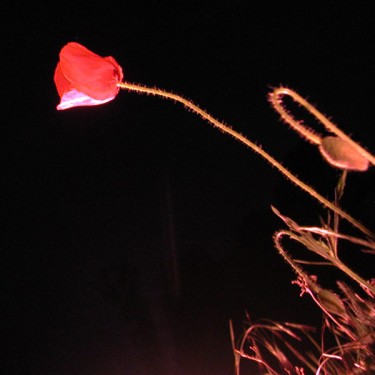 1205-photo-coquelicot-nuit-ln-le-cheviller