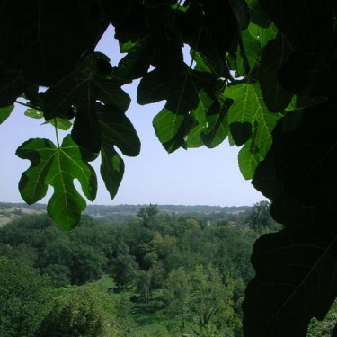 L'arbre de luigi