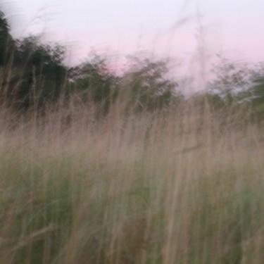 À hauteur d'herbe