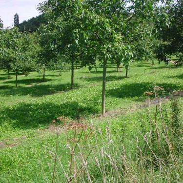 Paysage à pois