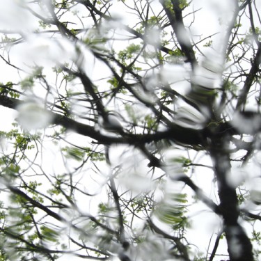 arbre pluie