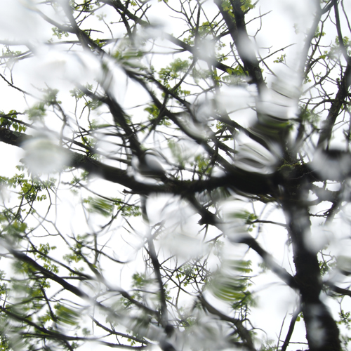 Arbre vu à travers une vitre mouillée