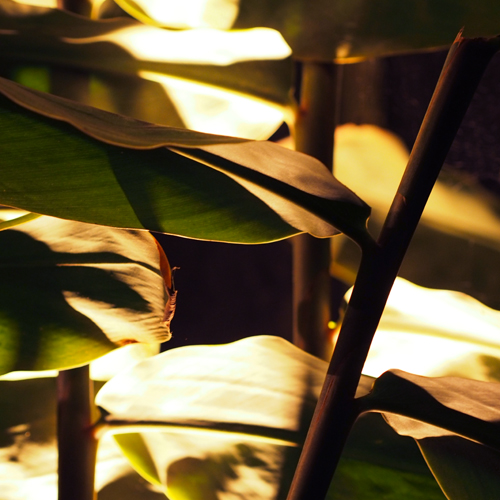 feuilles de plantes exotiques photographiées par ln le cheviller dans les serres royales de bruxelles