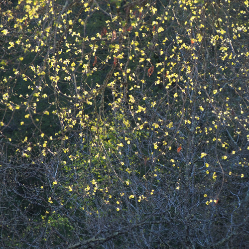 lumière de printemps sur les jeunes feuilles de chêne