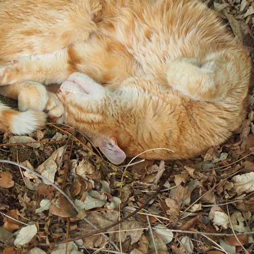 chat roux couché sur des feuilles mortes photographié par ln le cheviller