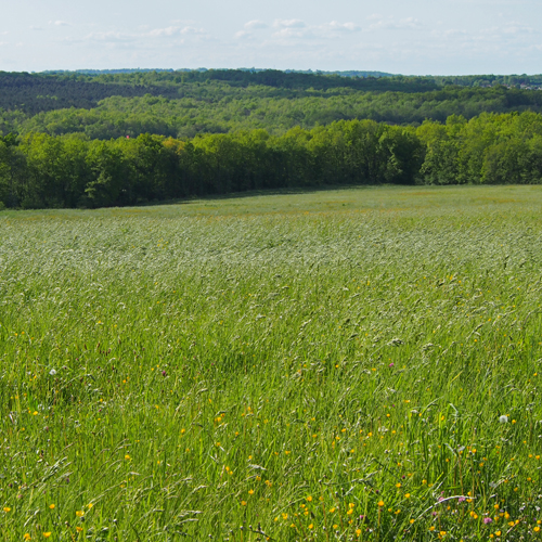 Vue d'un simple paysage de printemps avec sa prairie d'herbe toute neuve.